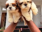 SHIH TZU PUPPIES