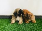 Shih Tzu Puppies