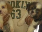 Shih Tzu Puppies