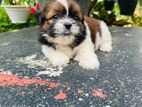 Shih Tzu Puppies