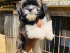 Shih Tzu Puppies