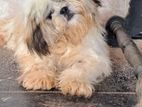 Shih Tzu Puppies for Sale