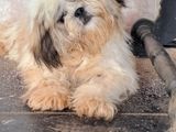 Shih Tzu Puppies for Sale