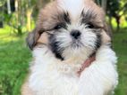 Shih Tzu Puppies