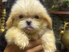 Shih Tzu Puppies