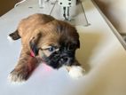 Shih tzu Puppies
