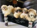 Shih Tzu Puppies