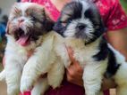 Shih Tzu Puppies