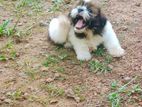 Shih Tzu Puppies