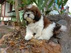 Shih Tzu Puppies