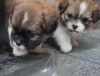 Shih Tzu Puppies