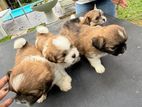Shih Tzu Puppies