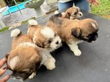 Shih Tzu Puppies
