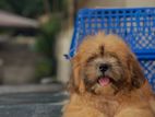 Shih Tzu Puppies