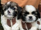 Shih Tzu Puppies