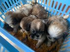 Shih Tzu Puppies