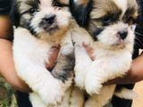 Shih tzu Puppies