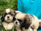 Shih Tzu Puppies