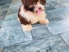 Shih Tzu Puppies