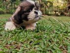 Shih Tzu Puppies