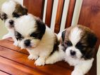 Shih Tzu Puppies