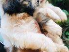 Shih tzu Puppies