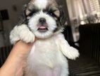 Shih Tzu Puppies