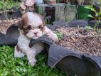 Shih tzu Puppies