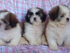 Shih Tzu Puppies