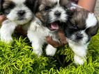 Shih Tzu Puppies