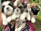 Shih Tzu Puppies