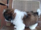 Shih Tzu Puppies