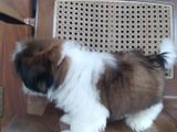 Shih Tzu Puppies