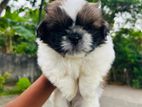 Shih Tzu Puppies