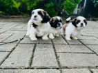 Shih Tzu Puppies