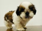 Shih Tzu Puppies