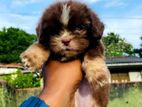 Shih Tzu Puppies