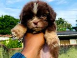 Shih Tzu Puppies