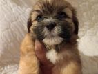 Shih Tzu Puppies