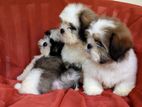 Shih Tzu Puppies