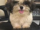 Shih Tzu Puppies