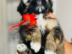 Shih Tzu Puppies