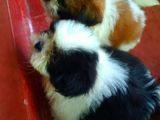 Shih Tzu Puppies