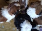 Shih Tzu Puppies