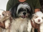 Shih Tzu Puppies