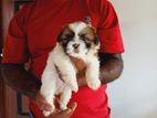 Shih Tzu Puppies