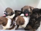 Shih Tzu puppies