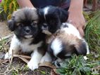 Shih Tzu Puppies