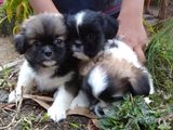 Shih Tzu Puppies