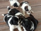 Shih Tzu Puppies